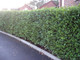 3 Griselinia Evergreen Hedging Plants 30-40cm Potted, Fast Growing New Zealand Laurel