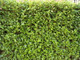 3 Griselinia Evergreen Hedging Plants 30-50cm, Fast Growing New Zealand Laurel
