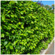 500 Hornbeam 2-3ft Hedging Plants,60-90cm Carpinus Betulus Trees.Winter Cover