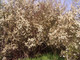 3 Blackthorn Hedging Plants 3-4ft, Prunus Spinosa,Edible Sloe Berries,Sloe Gin