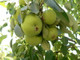 25 Wild Pear Trees 1-2ft,Pyrus Communis Hedging 40-60cm Strong Native Plants