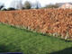3 Copper Purple Beech 2-3ft Tall Hedging Trees, Stunning all Year Colour 60-90cm