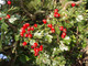 5 Hawthorn Hedging Plants 40-60cm,Wildlife Friendly 1-2ft Hawthorne Hedges