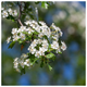 25 Hawthorn 40-60cm, 1-2ft, Hedging Plants, Crataegus, Quickthorn, Thorny Native Hedge 25 Hawthorn 40-60cm, 1-2ft, Hedging Plants, Crataegus, Quickthorn, Thorny Native Hedge