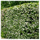25 Hawthorn 40-60cm, 1-2ft, Hedging Plants, Crataegus, Quickthorn, Thorny Native Hedge 25 Hawthorn 40-60cm, 1-2ft, Hedging Plants, Crataegus, Quickthorn, Thorny Native Hedge