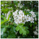 25 Hawthorn 40-60cm, 1-2ft, Hedging Plants, Crataegus, Quickthorn, Thorny Native Hedge 25 Hawthorn 40-60cm, 1-2ft, Hedging Plants, Crataegus, Quickthorn, Thorny Native Hedge