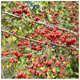 20 Hawthorn Hedging Plants 40-60cm,Wildlife Friendly 1-2ft Hawthorne Hedges