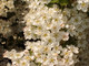 1 Hawthorn Hedging Plant 40-60cm,Wildlife Friendly 1- 2ft Hawthorne Hedge