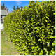 100 Griselinia Evergreen Hedging Plants 20-30cm in 9cm Pots, Fast Growing New Zealand Laurel