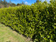 100 Griselinia Evergreen Hedging Plants 20-30cm in 9cm Pots, Fast Growing New Zealand Laurel