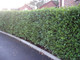 10 Griselinia Evergreen Hedging Plants 30-50cm, Fast Growing New Zealand Laurel