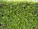 10 Griselinia Evergreen Hedging Plants 20-30cm in 9cm Pots, Fast Growing New Zealand Laurel