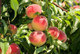Peregrine Peach Tree 4-5ft Self-fertile, Excellent Rich Flavour, Early Cropping
