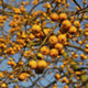 Crab Apple 'Golden Hornet' / Malus 'Golden Hornet' 4-5ft Tall