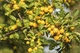 Crab Apple 'Golden Hornet' / Malus 'Golden Hornet' 4-5ft Tall