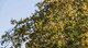 Crab Apple 'Golden Hornet' / Malus 'Golden Hornet' 4-5ft Tall