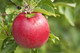 Idared Apple Tree 4-5ft Ready To Fruit,Mild Flavour,Late Season & Stores Well