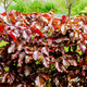 20 Copper Purple Beech Hedging 40-60cm Beautiful Strong 2yr Old Plants 1-2ft Tall
