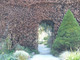 1 Copper Purple Beech Hedging 40-60cm Beautiful Strong 2yr Old Plant 1-2ft Tall