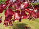 1 Copper Purple Beech 2-3ft Tall Hedging Tree, Stunning all Year Colour 60-90cm