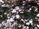 1 Copper Purple Beech 2-3ft Tall Hedging Tree, Stunning all Year Colour 60-90cm