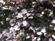5 Copper Purple Beech Hedging 40-60cm Beautiful Strong 2yr Old Plants 1-2ft Tall