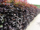 5 Copper Purple Beech Hedging 40-60cm Beautiful Strong 2yr Old Plants 1-2ft Tall