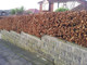 5 Copper Purple Beech Hedging 40-60cm Beautiful Strong 2yr Old Plants 1-2ft Tall