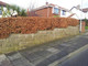 100 Copper Purple Beech Hedging 40-60cm Beautiful Strong 2yr Old Plants 1-2ft Tall