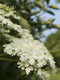 3 Elder Flower Hedge Plants 1-2ft,Make Elderberry Wine & Elderflower Lemonade 3 Elder Flower Hedge Plants 1-2ft,Make Elderberry Wine & Elderflower Lemonade