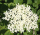 1 Elder Flower Hedge Plants 1-2ft,Make Elderberry Wine & Elderflower Lemonade