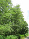 1 Grey Alder Tree, Alnus Incana 30-50cm Hedging