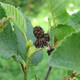 3 Grey Alder Trees, Alnus Incana 30-50cm Hedging