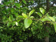 3 Grey Alder Trees, Alnus Incana 30-50cm Hedging