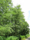 3 Grey Alder Trees, Alnus Incana 30-50cm Hedging