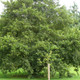 1 Common Alder Hedging, Alnus Glutinosa 2-3ft Trees, Great For Wildlife & Shade