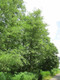 100 Grey Alder Trees, Alnus Incana 30-50cm Hedging