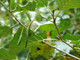 100 Common Alder Hedging,Alnus Glutinosa 2-3ft Trees,Great For Wildlife & Shade
