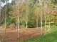 7 Silver Birch Jacquemontii 4-5ft Stunning Trees, Himalyan White Birch, Betula