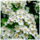 3 Hawthorn Hedging Plants 20-30cm Tall In 1L Pots ,Wildlife Friendly Hawthorne Hedges