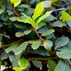 25 Portugal / Portuguese Laurel Hedging Prunus Lusitanica 10-20cm, Evergreen Hedging Plants