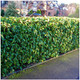 25 Portugal / Portuguese Laurel Hedging Prunus Lusitanica 25-30cm, Evergreen Hedging Plants