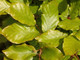 5 Green Beech Hedging Plants 2-3ft Fagus Sylvatica Trees,Brown Winter Leaves