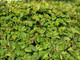 5 Native Hornbeam Hedging Plants 40-60cm Trees Hedge,2ft,Good For Wet Ground