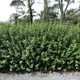 10 Green Privet Plants 3-4ft Tall, Evergreen Hedging, Grow a Quick, Dense Hedge