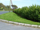1 Green Privet Plant 2-3ft,Evergreen Hedging 60-90cm,Grow a Quick,Dense Hedge