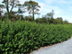 15 Green Privet Plants 2-3ft,Evergreen Hedging 60-90cm,Grow a Quick,Dense Hedge