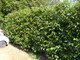 20 Portugal / Portuguese Laurel Hedging Prunus Lusitanica 25-30cm, Evergreen Hedging Plants