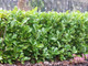 3 Cherry Laurel 2-3ft Tall Multi-Stemmed Prunus Rotundifolia, Evergreen Hedging