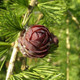 3 European Larch 40-60cm,Larix Decidua Plants,Native Tree With Seasonal Colours